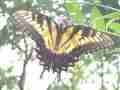 Papilio glaucus (aberrant heavy black, live, OddTiger2) (Internet Image property of respective owner, non-commercial use only)